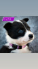 Photo №1. border collie - for sale in the city of Bönningstedt | 581$ | Announcement № 98888