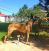 Photo №2 to announcement № 102997 for the sale of belgian shepherd - buy in Serbia breeder