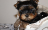 Photo №2 to announcement № 9544 for the sale of yorkshire terrier - buy in Ukraine private announcement