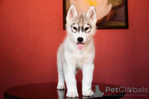 Photo №4. I will sell siberian husky in the city of Апшеронск. from nursery - price - Is free