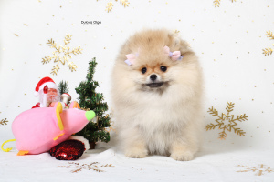 Photo №1. pomeranian - for sale in the city of Yekaterinburg | Negotiated | Announcement № 4373