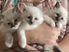 Photo №1. birman - for sale in the city of Munich | Is free | Announcement № 107820