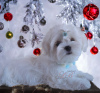Photo №4. I will sell maltese dog in the city of Kiev. private announcement, from nursery - price - 1500$
