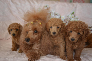 Photo №4. I will sell poodle (toy) in the city of Sevastopol. from nursery, breeder - price - 238$