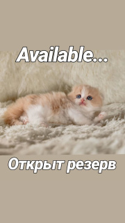 Photo №2 to announcement № 3132 for the sale of scottish fold - buy in Russian Federation from nursery, breeder