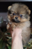 Photo №3. Spitz puppies for sale girls. Russian Federation