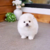 Photo №4. I will sell pomeranian in the city of Гамбург. private announcement - price - 528$