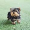 Photo №1. yorkshire terrier - for sale in the city of Brno | negotiated | Announcement № 111768