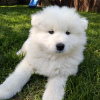 Photo №1. samoyed dog - for sale in the city of Le Lion-d'Angers | Is free | Announcement № 49055