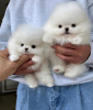 Photo №1. pomeranian - for sale in the city of Berlin | 370$ | Announcement № 109508