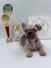 Photo №1. french bulldog - for sale in the city of Москва | 1080$ | Announcement № 11521