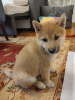 Photo №2 to announcement № 72918 for the sale of shiba inu - buy in Poland private announcement