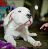 Photo №2 to announcement № 9444 for the sale of dogo argentino - buy in Russian Federation private announcement