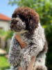 Additional photos: Lagotto Romagnolo puppies