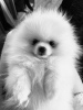 Additional photos: Pomeranian white