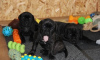 Photo №3. Cane Corso puppies. Lithuania