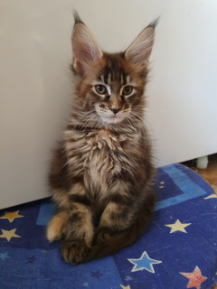 Photo №2 to announcement № 3772 for the sale of maine coon - buy in Russian Federation from nursery