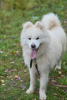 Photo №2 to announcement № 93058 for the sale of non-pedigree dogs - buy in Russian Federation private announcement