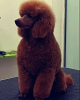 Additional photos: Red Miniature Poodle puppies