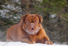 Photo №1. Mating service - breed: dogue de bordeaux. Price - negotiated