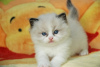 Photo №1. ragdoll - for sale in the city of Munich | negotiated | Announcement № 109235