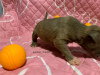 Additional photos: American Bully XL/standard/classic puppies