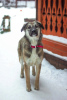 Photo №3. Gentle beauty Olivia is looking for a home!. Russian Federation