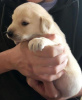 Photo №3. A GOLDEN LABRADOR PUPPY. Australia