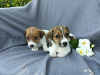 Additional photos: Standard Jack Russell Terrier JRT