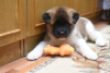 Photo №2 to announcement № 10012 for the sale of american akita - buy in Kazakhstan breeder