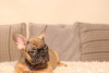 Photo №4. I will sell french bulldog in the city of Füssen. private announcement, from nursery - price - 370$