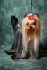 Photo №1. yorkshire terrier - for sale in the city of Belgrade | negotiated | Announcement № 114178