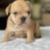 Photo №1. french bulldog - for sale in the city of Southampton | 380$ | Announcement № 125623