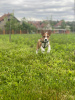 Additional photos: Basenji puppies