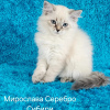 Photo №3. Reserve kittens, the best New Year's gift is the Neva Masquerade!. Belarus