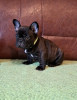 Photo №3. French bulldog puppies. Serbia