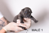 Photo №2 to announcement № 108430 for the sale of american bully - buy in Serbia breeder