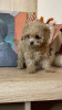 Photo №2 to announcement № 97132 for the sale of maltipu - buy in Germany private announcement, breeder
