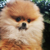 Photo №1. pomeranian - for sale in the city of Werbass | negotiated | Announcement № 73752