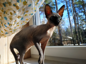 Additional photos: The little girl Sphynx is looking for her parents