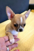 Photo №4. I will sell chihuahua in the city of Zrenjanin. breeder - price - negotiated