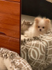 Photo №1. pomeranian - for sale in the city of New York | negotiated | Announcement № 8273