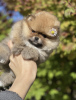 Additional photos: Gorgeous Pomeranian girl