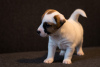 Photo №4. I will sell jack russell terrier in the city of Minsk. from nursery - price - 1000$