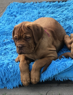 Photo №2 to announcement № 2529 for the sale of dogue de bordeaux - buy in Belarus from nursery