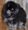 Photo №2 to announcement № 112141 for the sale of pomeranian - buy in Romania private announcement