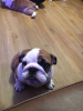 Photo №2 to announcement № 118106 for the sale of english bulldog - buy in Germany private announcement, breeder