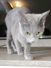 Photo №4. I will sell russian blue in the city of Амстердам. private announcement - price - 1057$