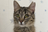 Additional photos: A gentle tabby cat, kitten Shprotya, is looking for a home and a loving family!