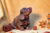 Photo №1. dachshund - for sale in the city of Дрезден | 317$ | Announcement № 123440